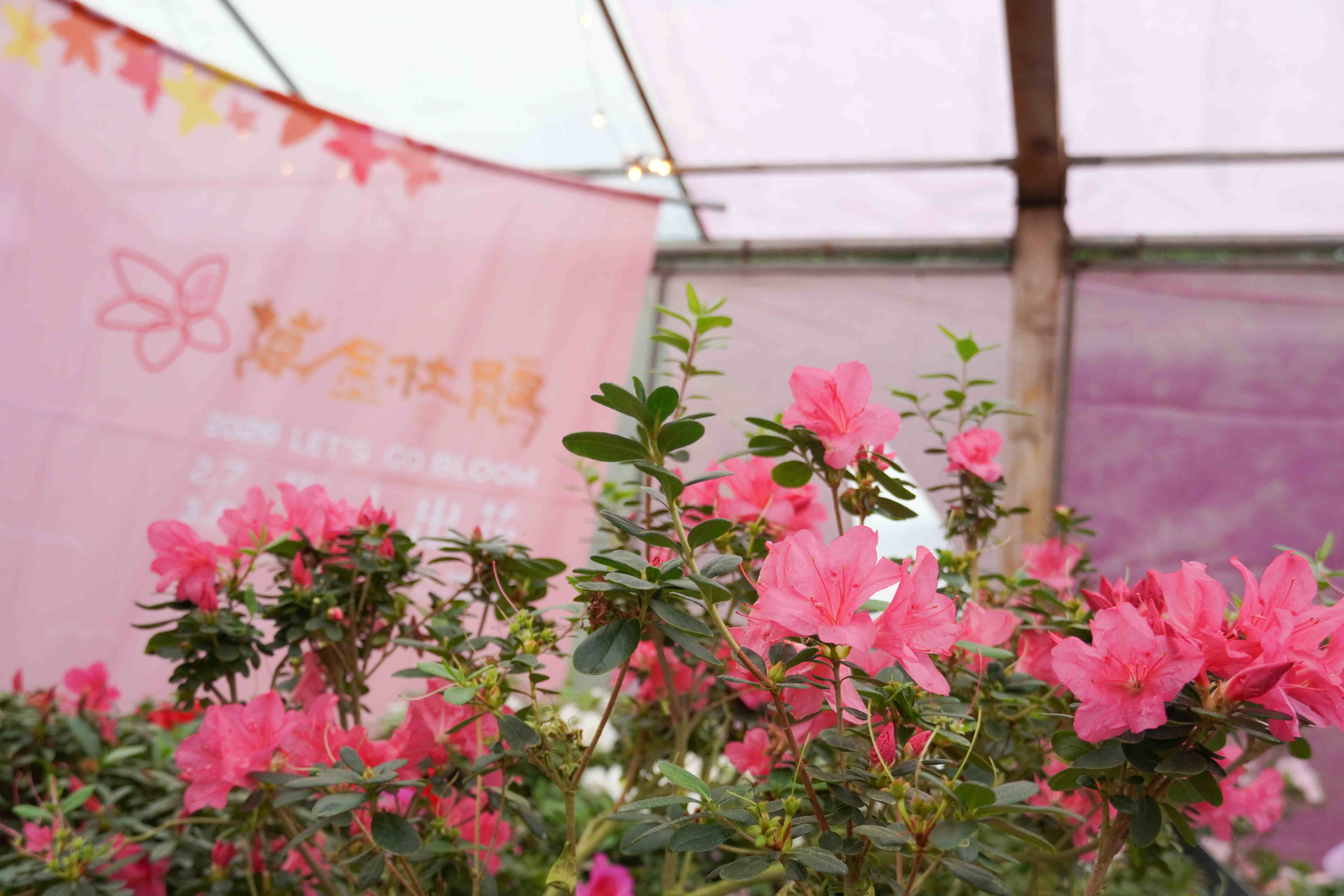 全台唯一「杜鵑美術館」將在花展期間分別展出30種特殊品種杜鵑,展現在地花農精湛的育種實力。