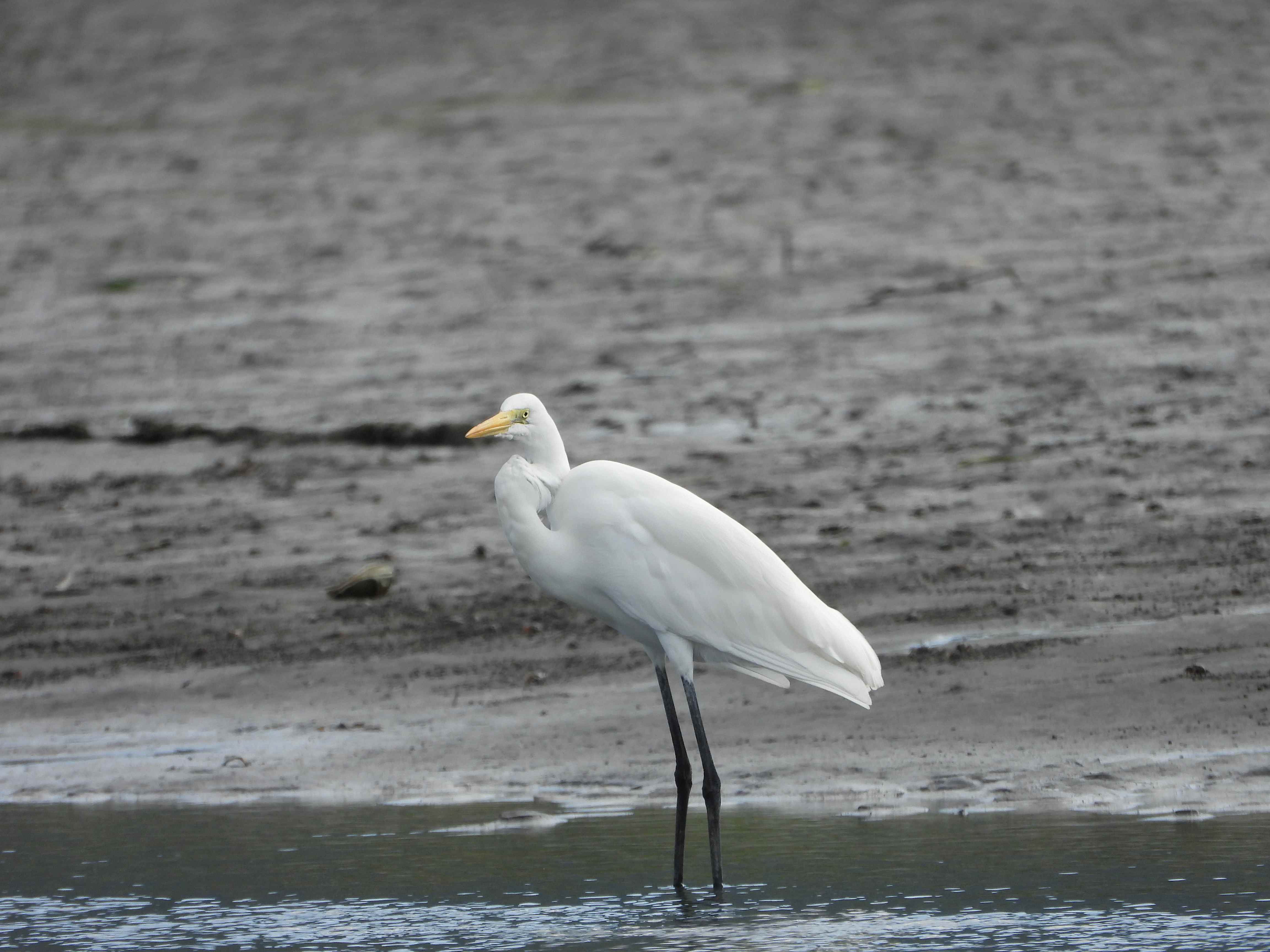 紅樹林做為陸地與海洋間的堅實屏障，提供野生動物棲息之處，照片為大白鷺
