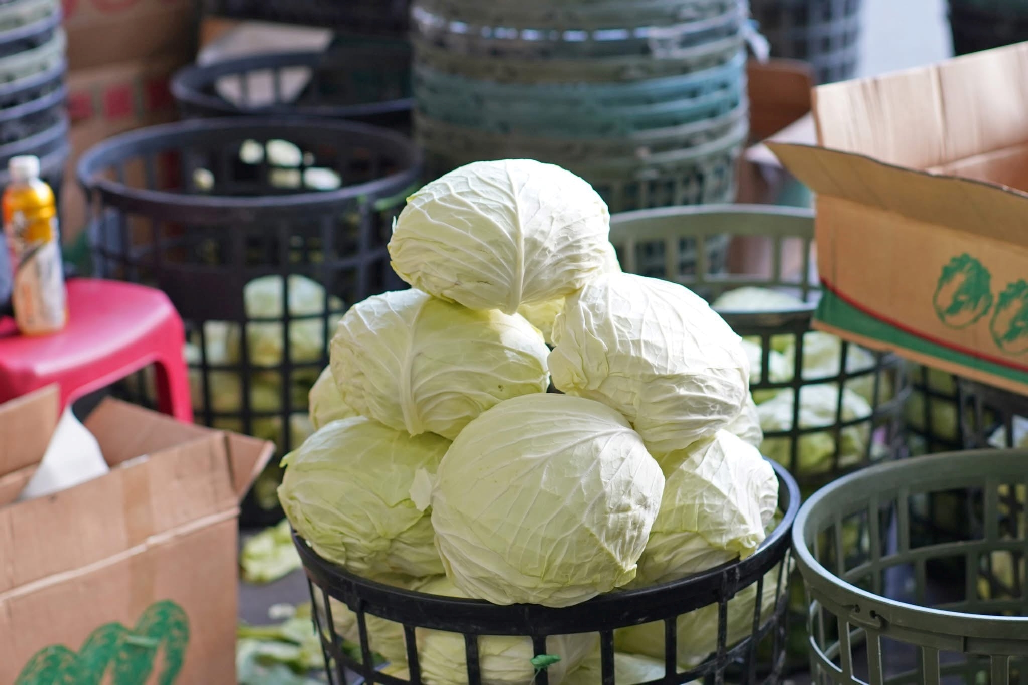 國產高麗菜進入盛產期，冬天的高麗菜脆又甜、價格實惠，正是享用美味的好時刻