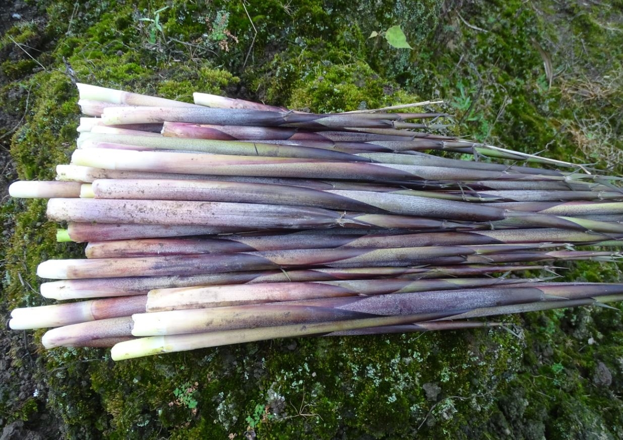 箭竹筍為台灣多種具食用價值的竹筍之一，其口感及味道獨特，深受饕客喜愛2(資料照片)