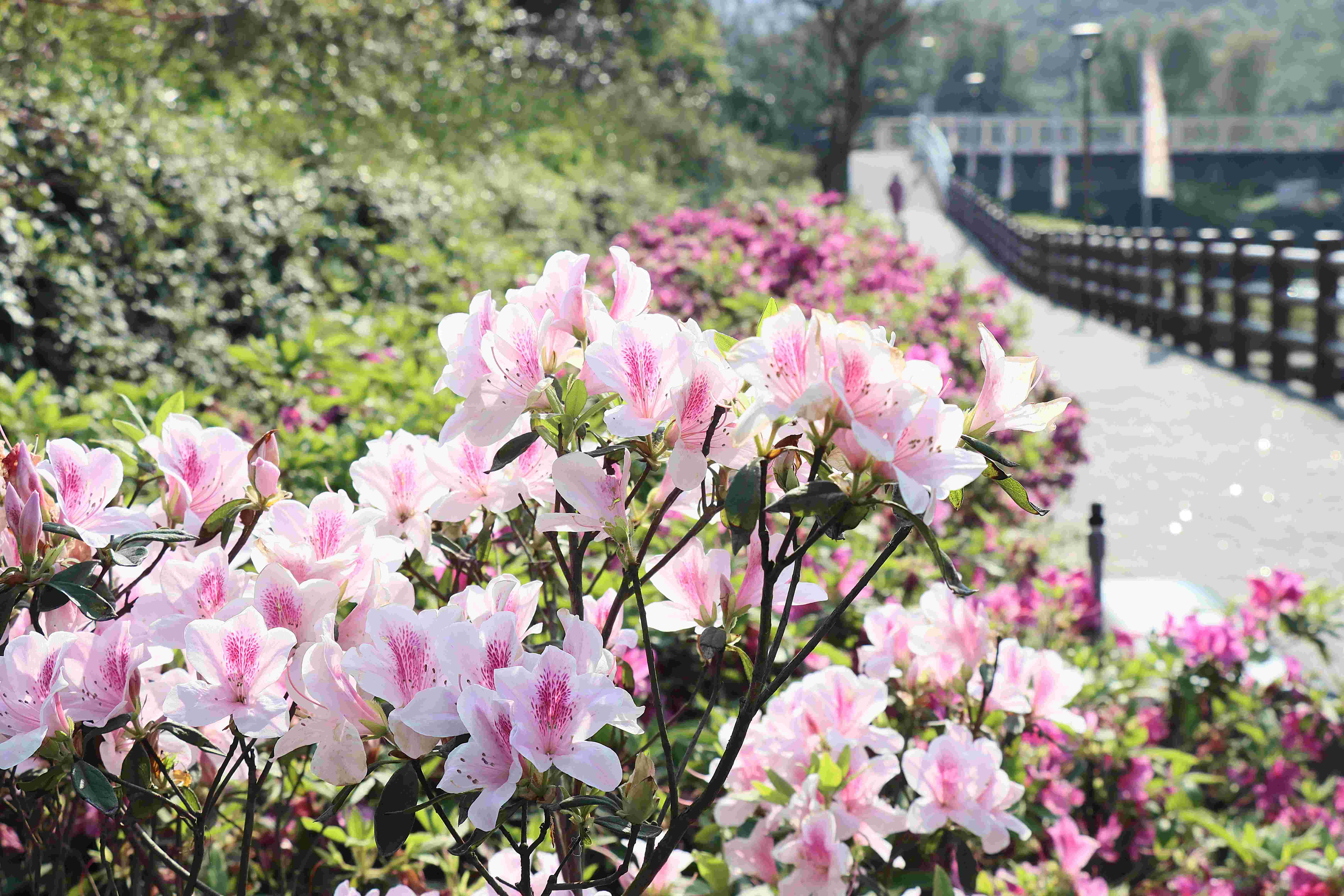 瑪鋉溪畔盛開的平戶杜鵑(資料照片)