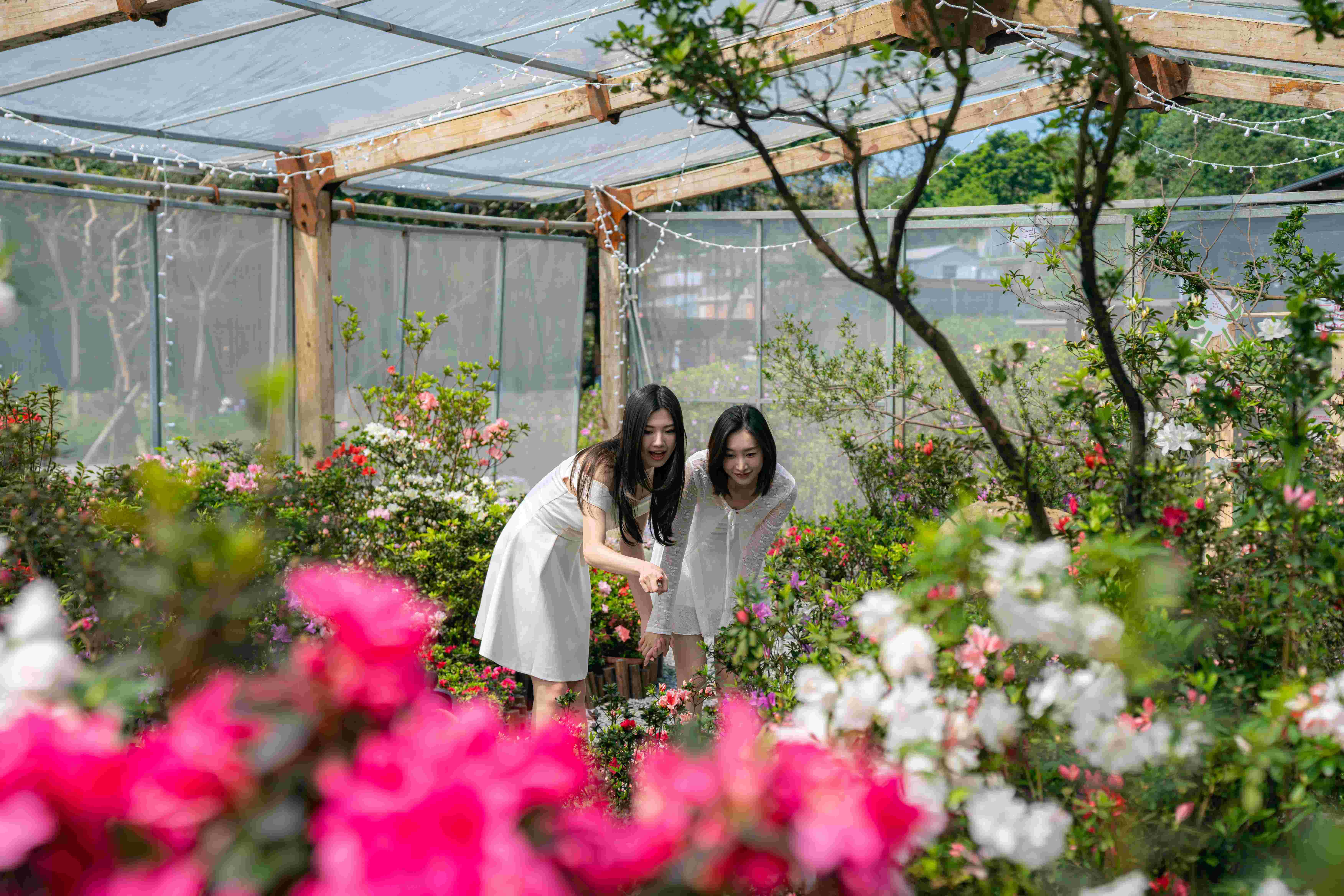 最受矚目、全台唯一的「杜鵑美術館」將於今(115)年花展期間展出新品種杜鵑,邀請民眾至萬里金山賞花(資料照片)