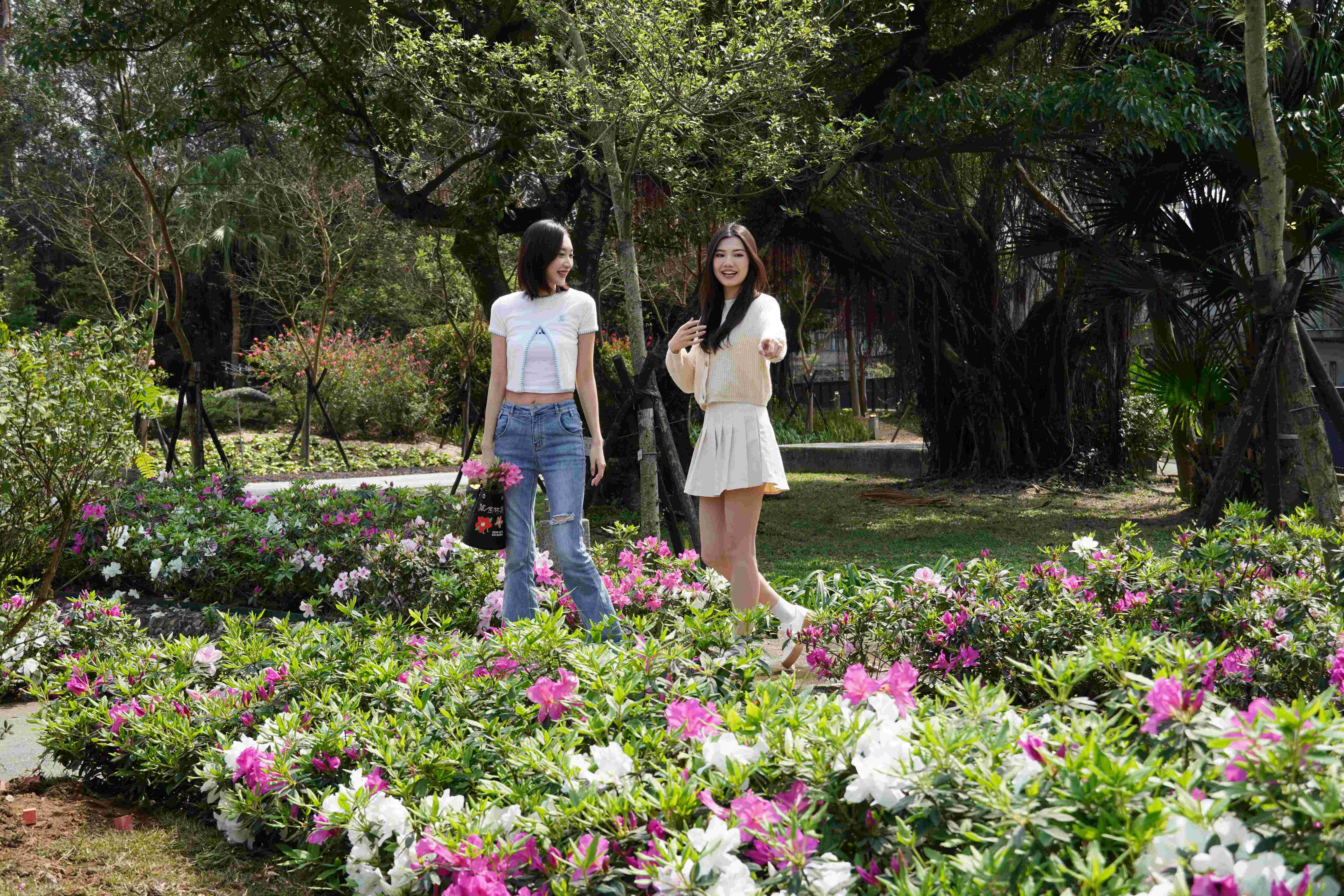 金山中山溫泉公園的杜鵑(資料照片)