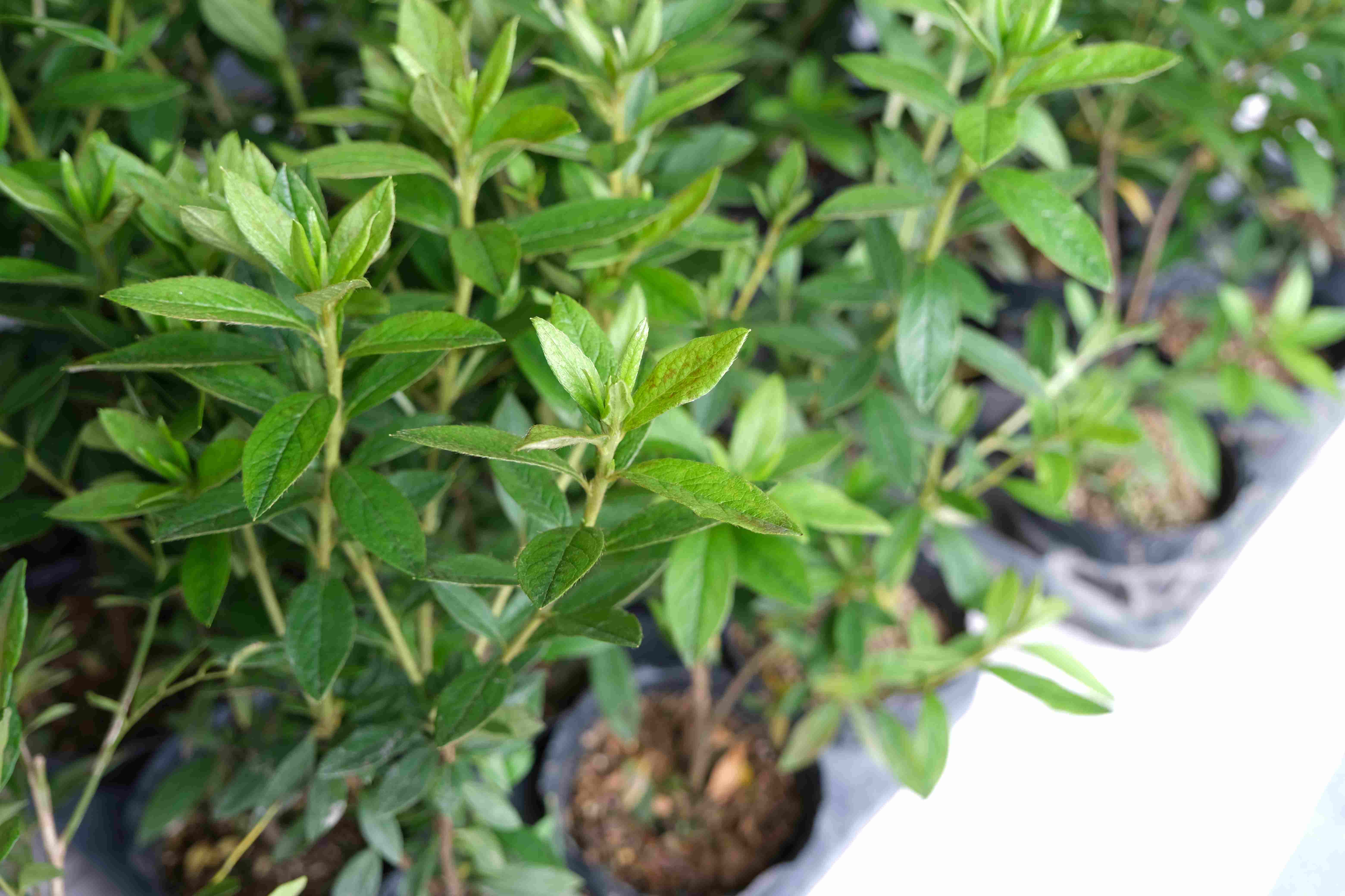 完成種樹者可參加社群抽獎活動，為地球盡一份心力又能拿好禮。