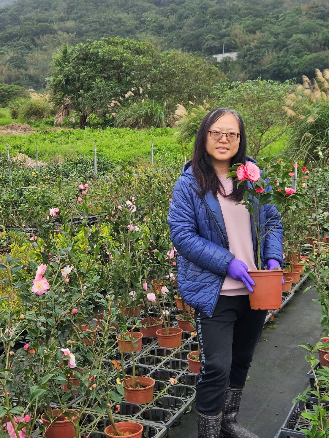 青農黃美娟於金山區經營青昀苗圃，種植超過400種茶花及杜鵑等作物