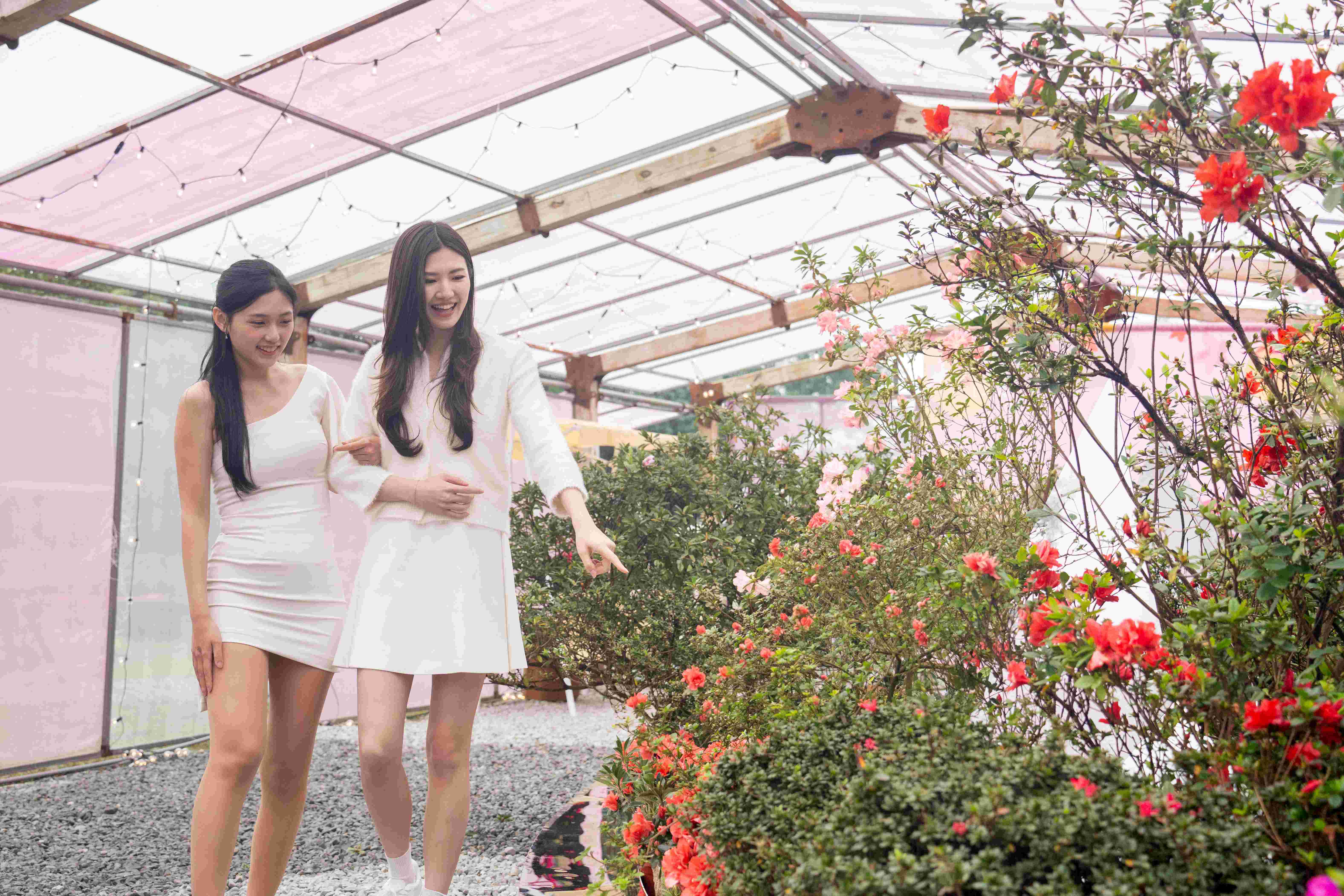 2026萬金杜鵑花展以「馬上出花」為號召，即日起至3月8日，邀請民眾至萬金走春踏青