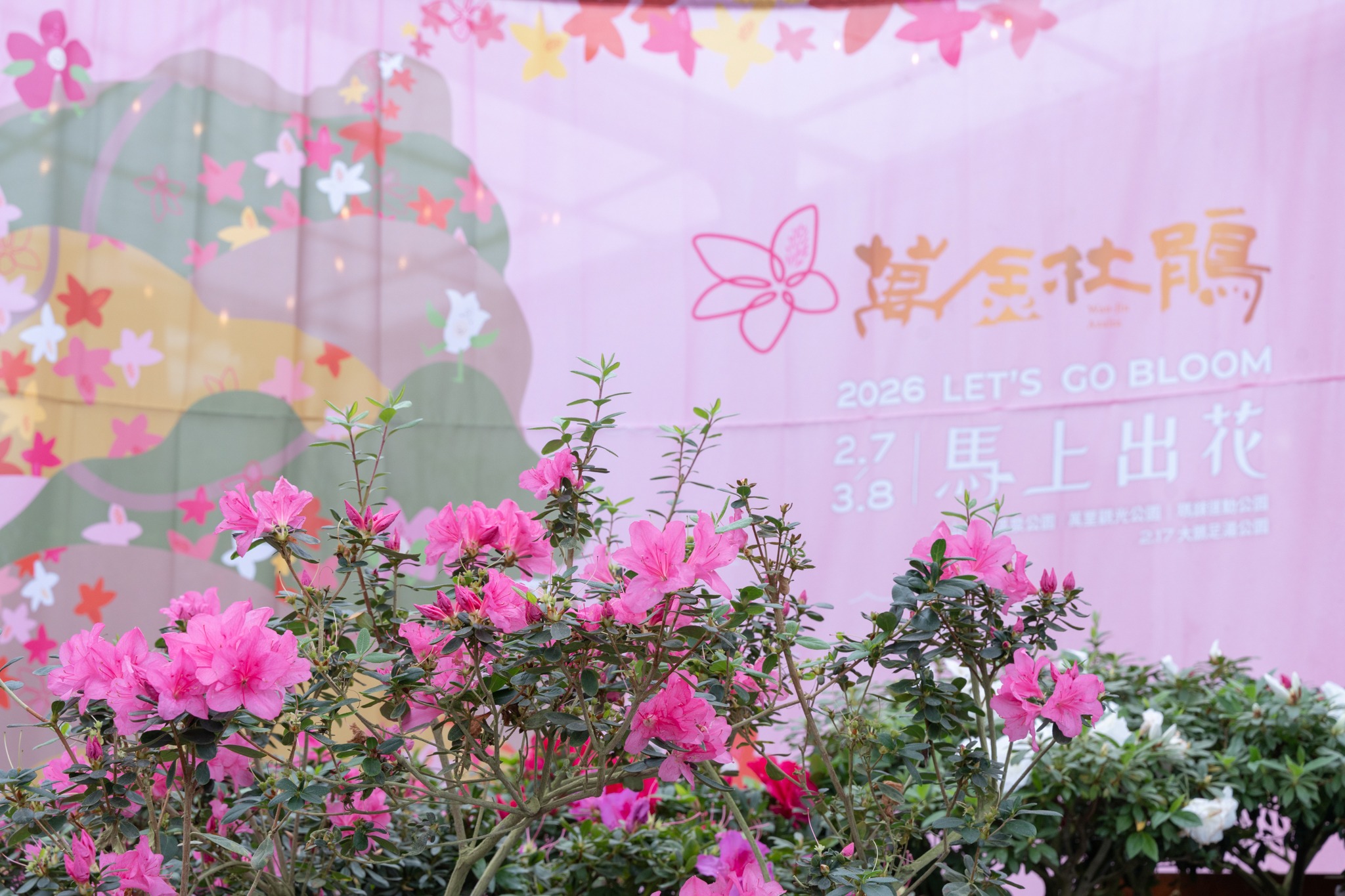 杜鵑之美已是一場在喧囂中尋找安靜角落的心靈療癒之旅