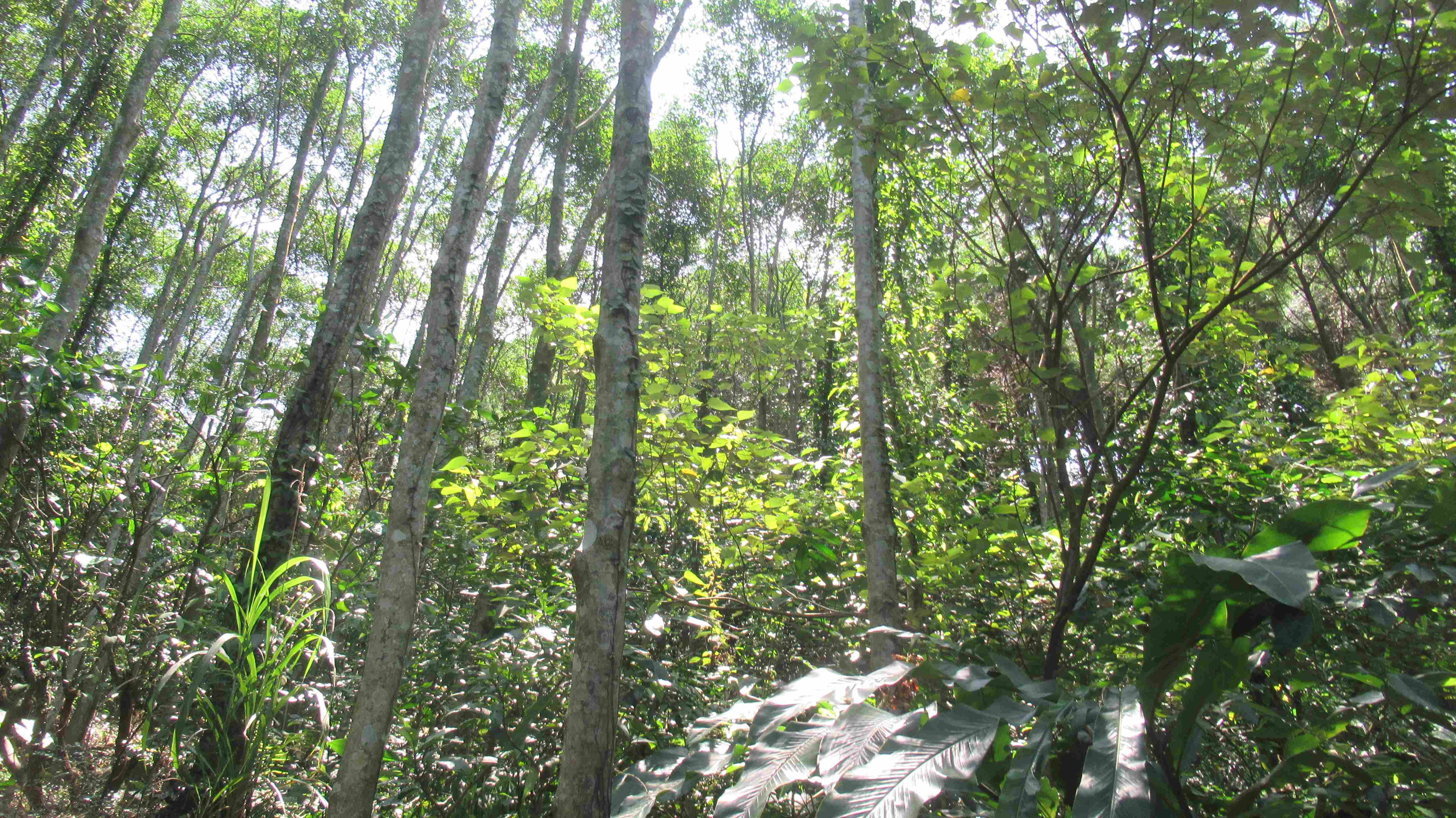 森林火災多為人為直接或間接所致，一旦發生火災，往往須動員大量人與機具救災，耗費龐大公共資源