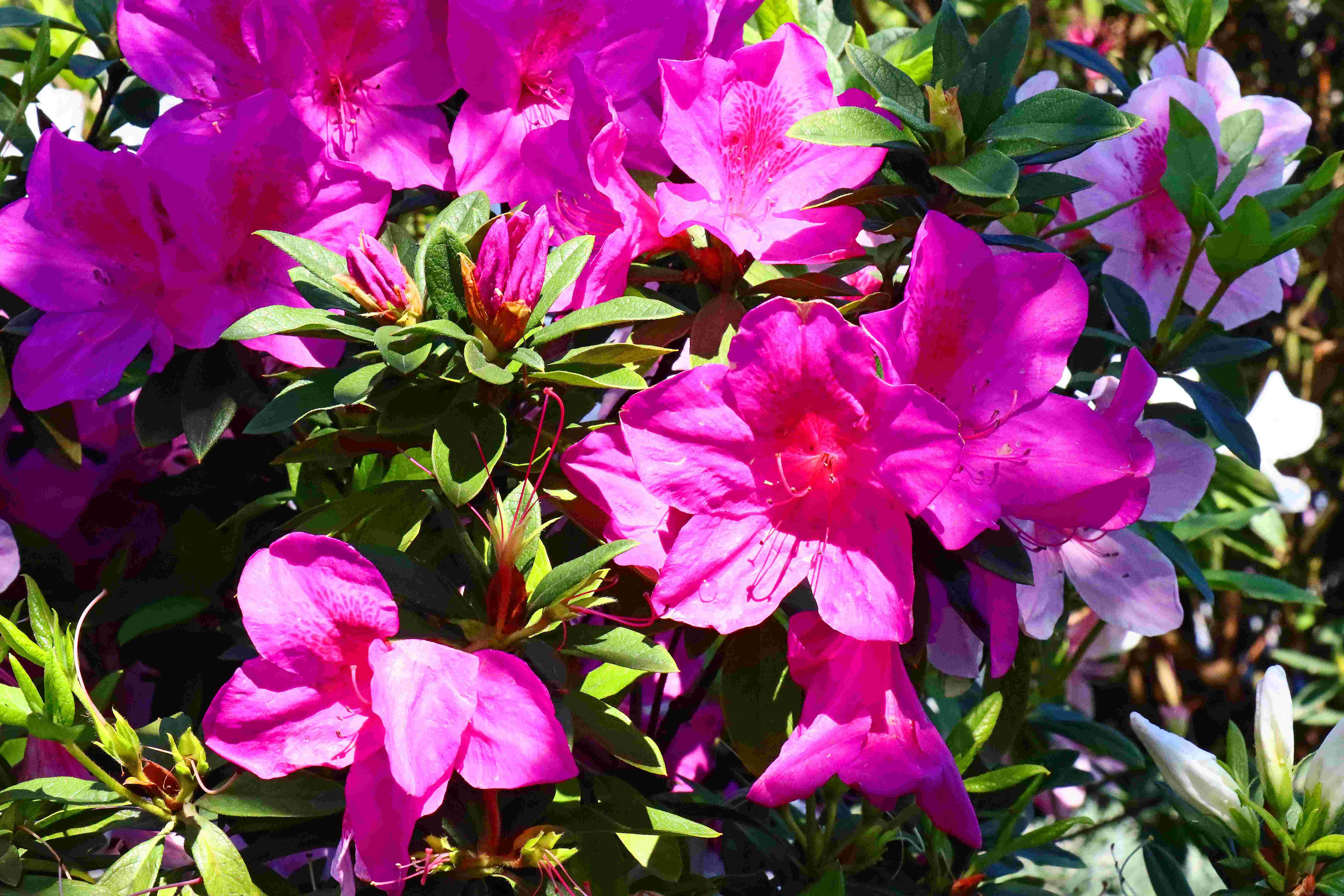 萬金杜鵑持續盛開，花展展期至3月8日，為馬年走春必訪熱點之一