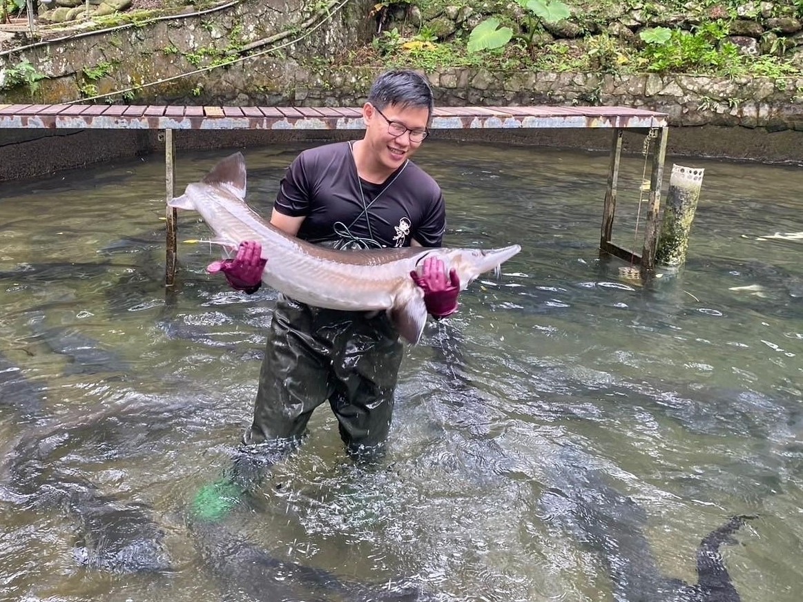 青農林晉存以三峽好水養殖的鱘龍魚十分有活力