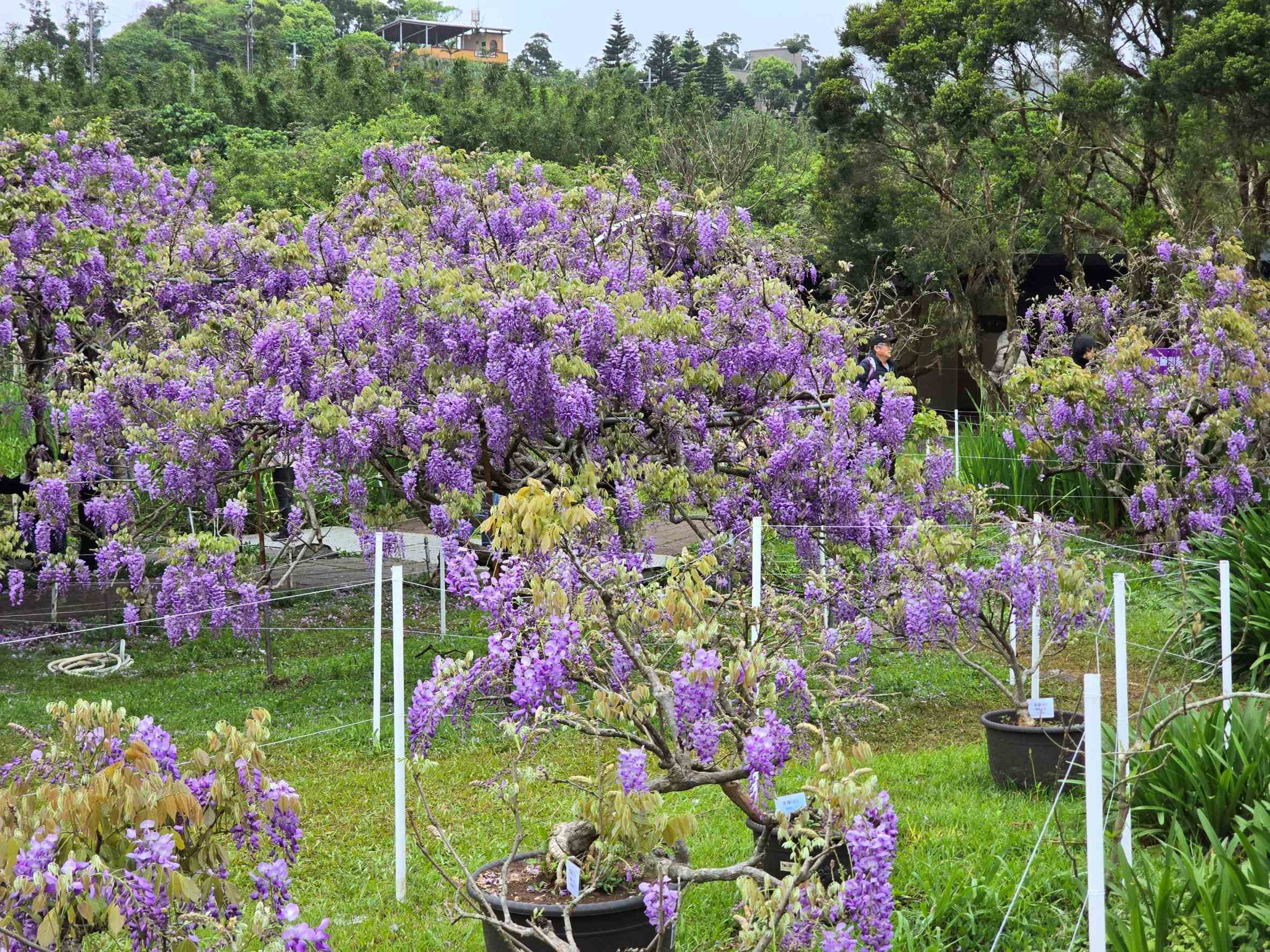 盛開的紫藤花瀑
