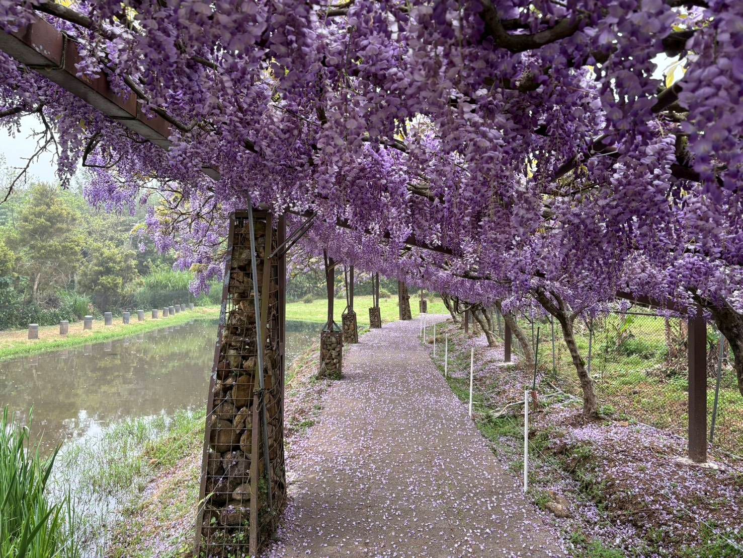 緊鄰淡水忠寮社區的紫藤花園