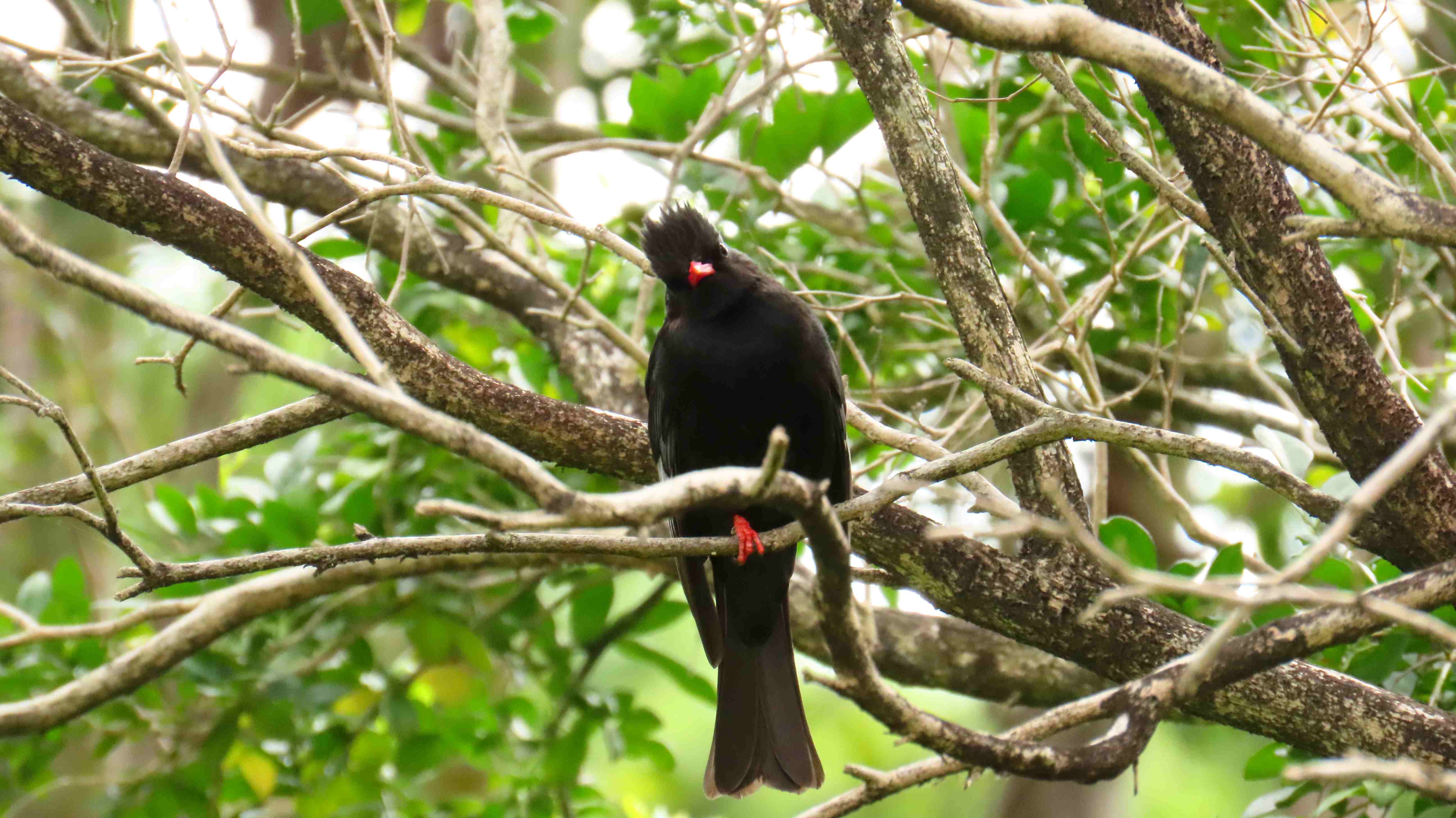 森林提供野生動物重要的休憩據點