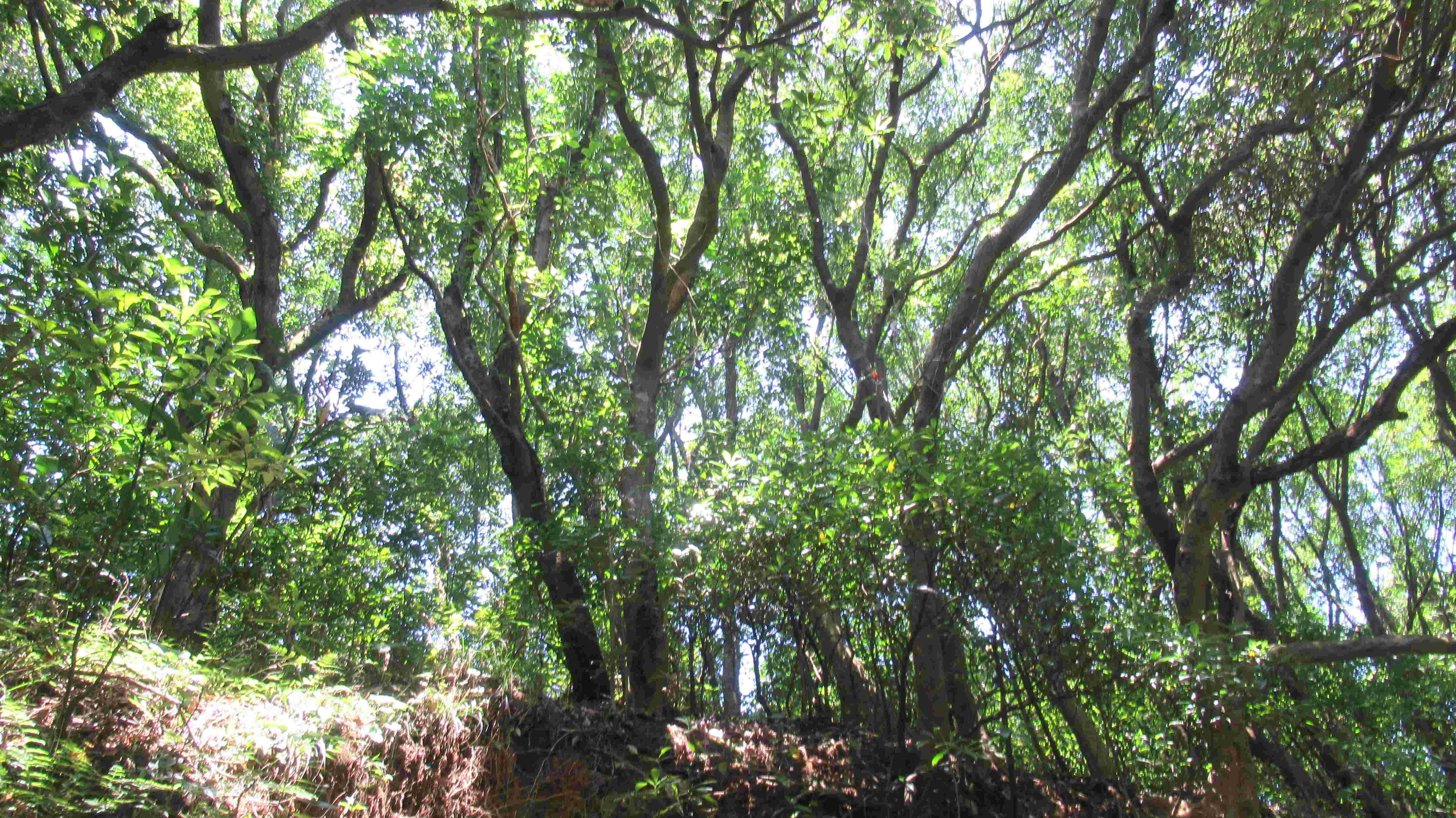 歷年森林火災發生原因高達九成以上屬於人為直接或間接所致。