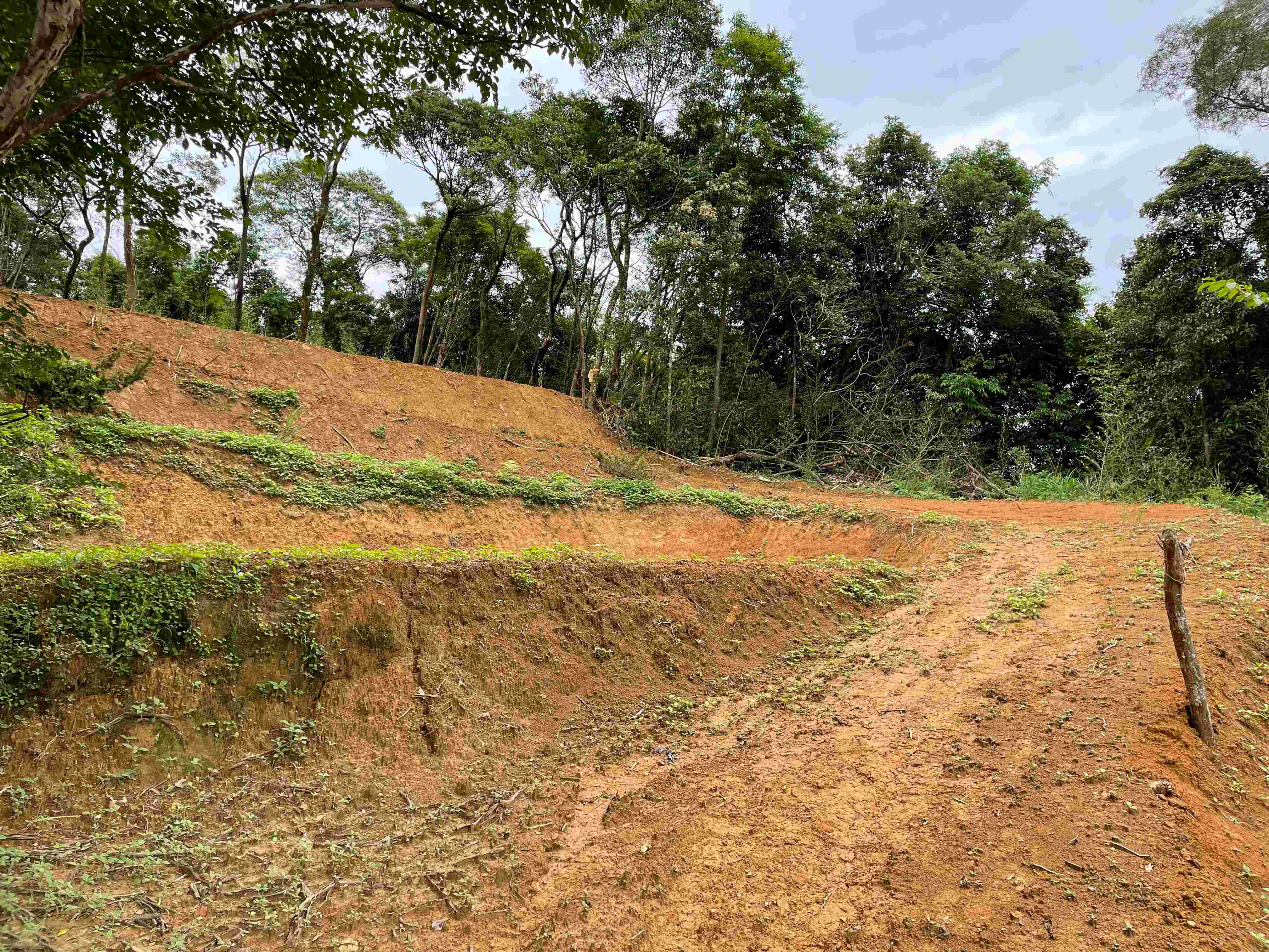 使用怪手除草並將土地原坡面整理成階梯狀,此行為已涉及未經申請即擅自開挖整地2