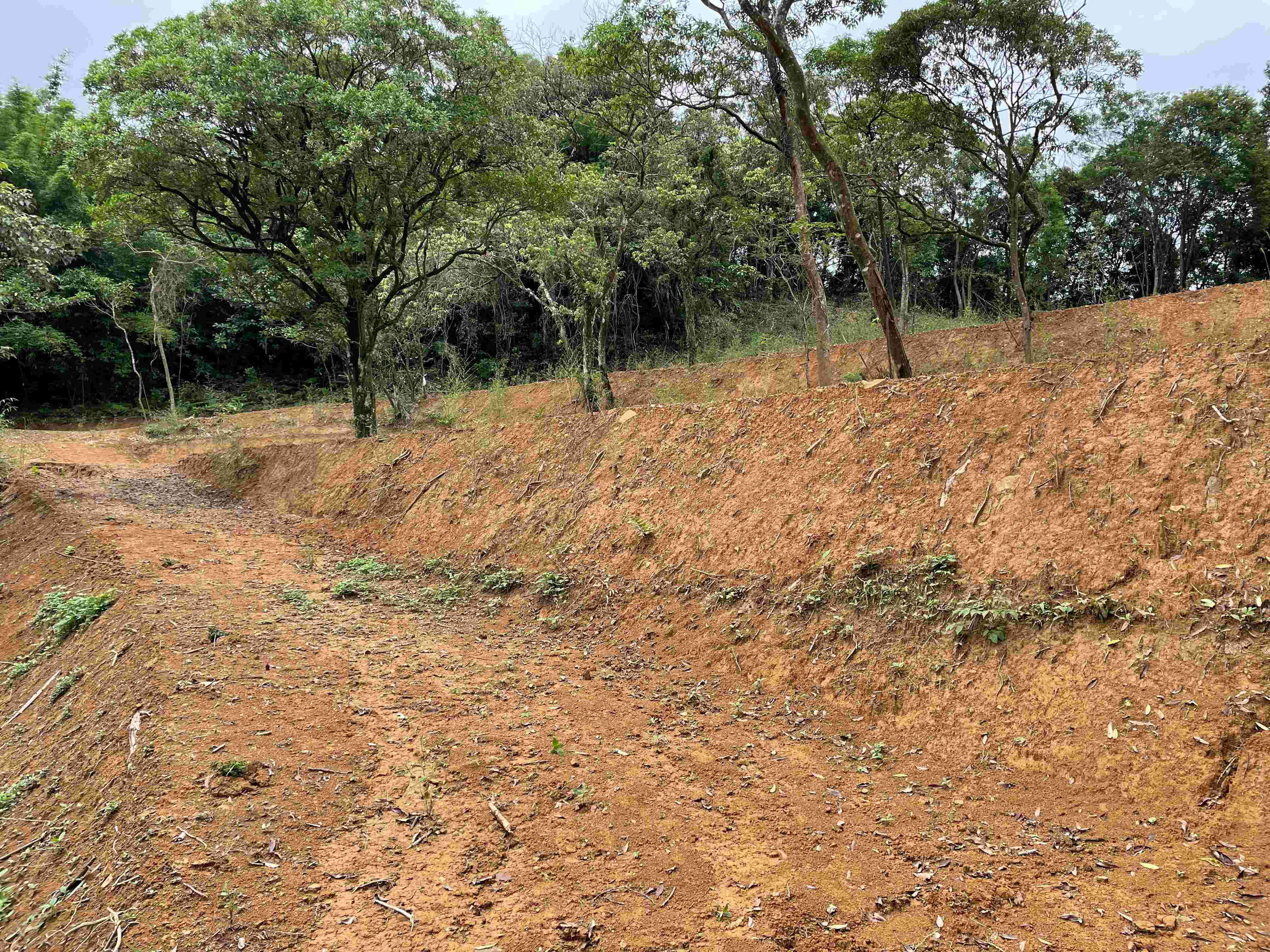 使用怪手除草並將土地原坡面整理成階梯狀,此行為已涉及未經申請即擅自開挖整地2