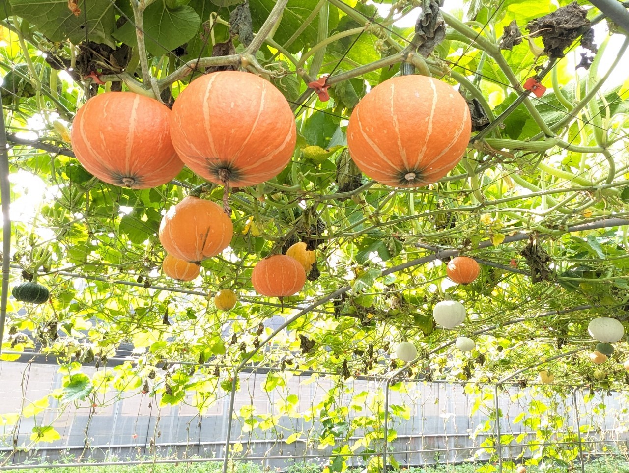 隧道內種植超過30種南瓜
