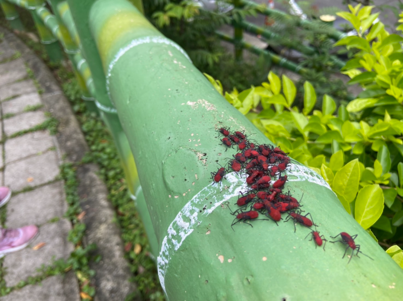 紅姬緣椿象對人體與臺灣欒樹皆無危害