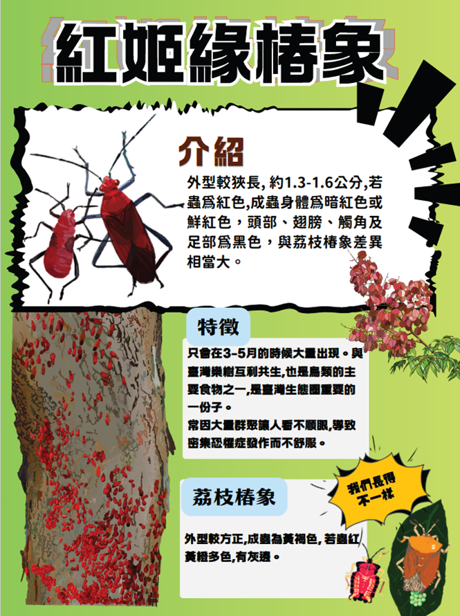 紅姬緣椿象與荔枝椿象辨識差異圖卡