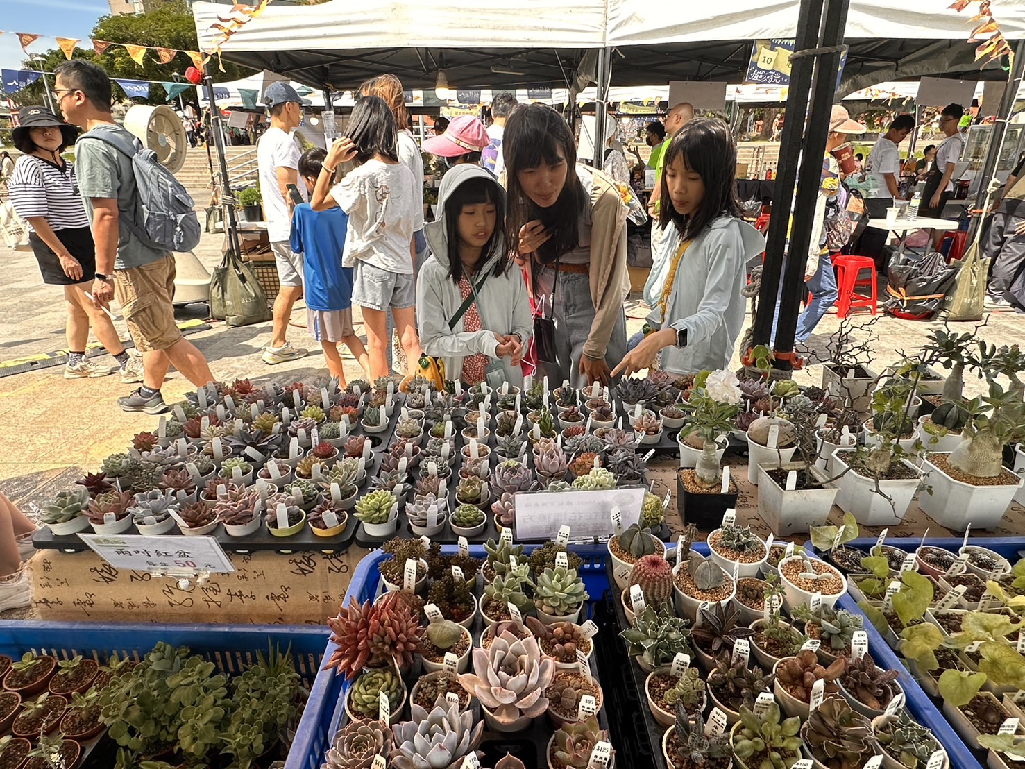 「2026植愈蒔光節」集結多家特色植栽品牌,民眾不僅能將滿滿綠意帶回家,透過日常悉心照顧多肉與鹿角蕨,能讓心靈進入更深層的沉浸式放鬆,在居家小森林中延續這份自然的美好與平靜。