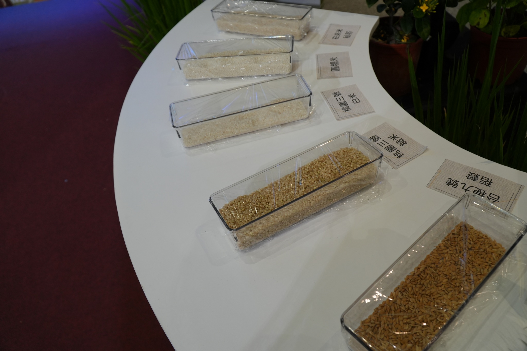 金山在稻作從春耕到秋收,透過友善農法維護田間生態