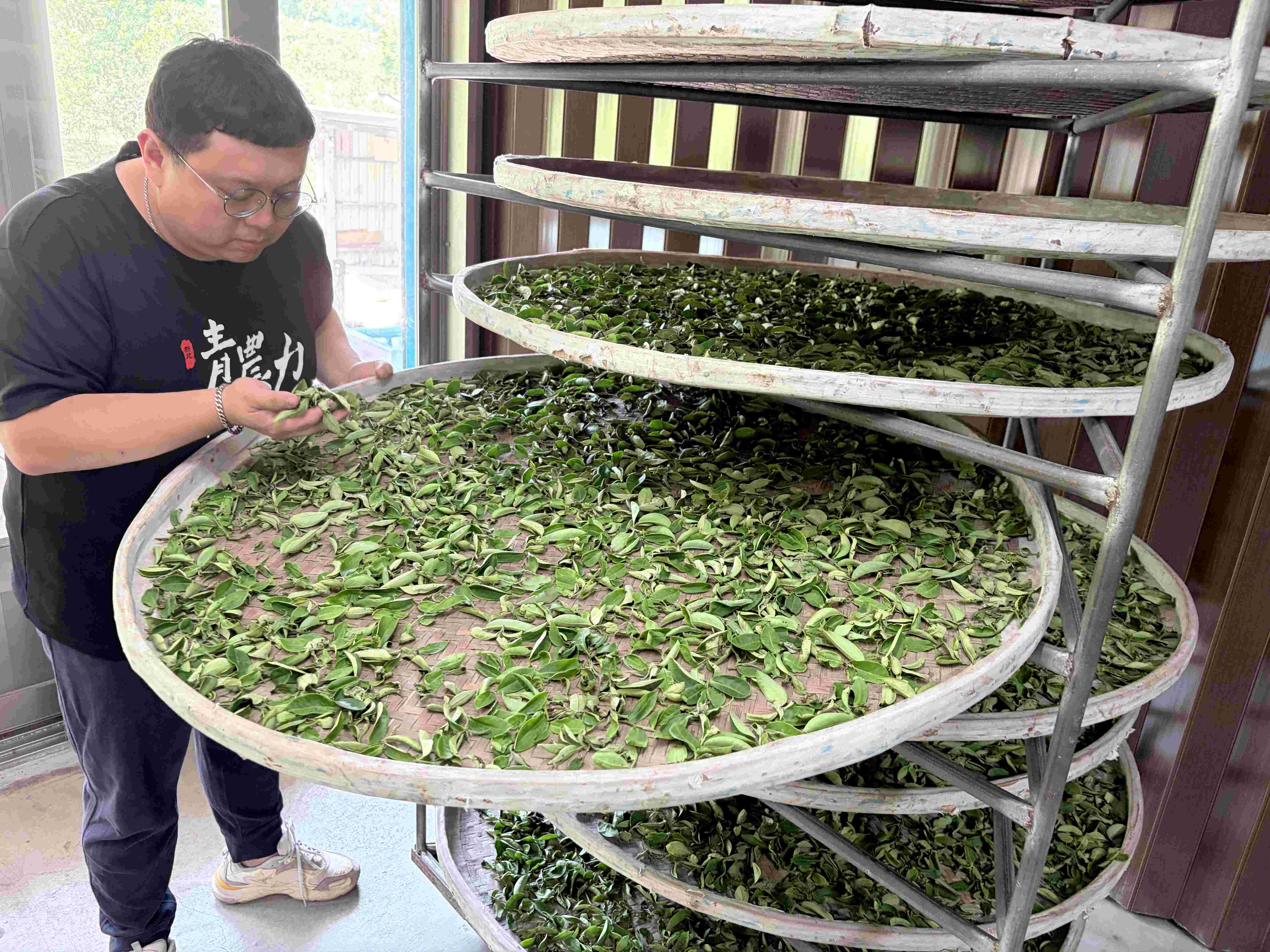 青農黃耀寬製茶仔細確認茶葉萎凋狀況,是製作好茶的關鍵
