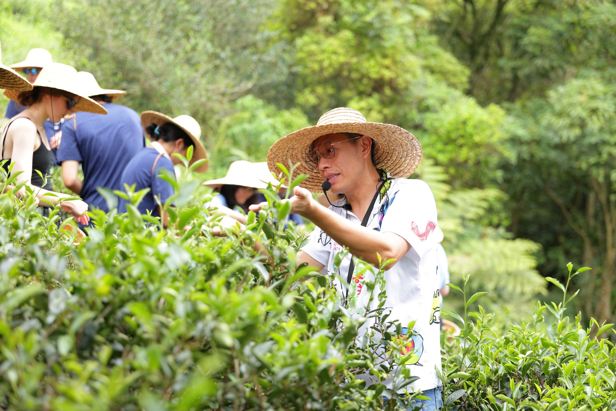 李昌峻辦理採茶體驗，吸引觀光客、學生前來體驗茶葉文化