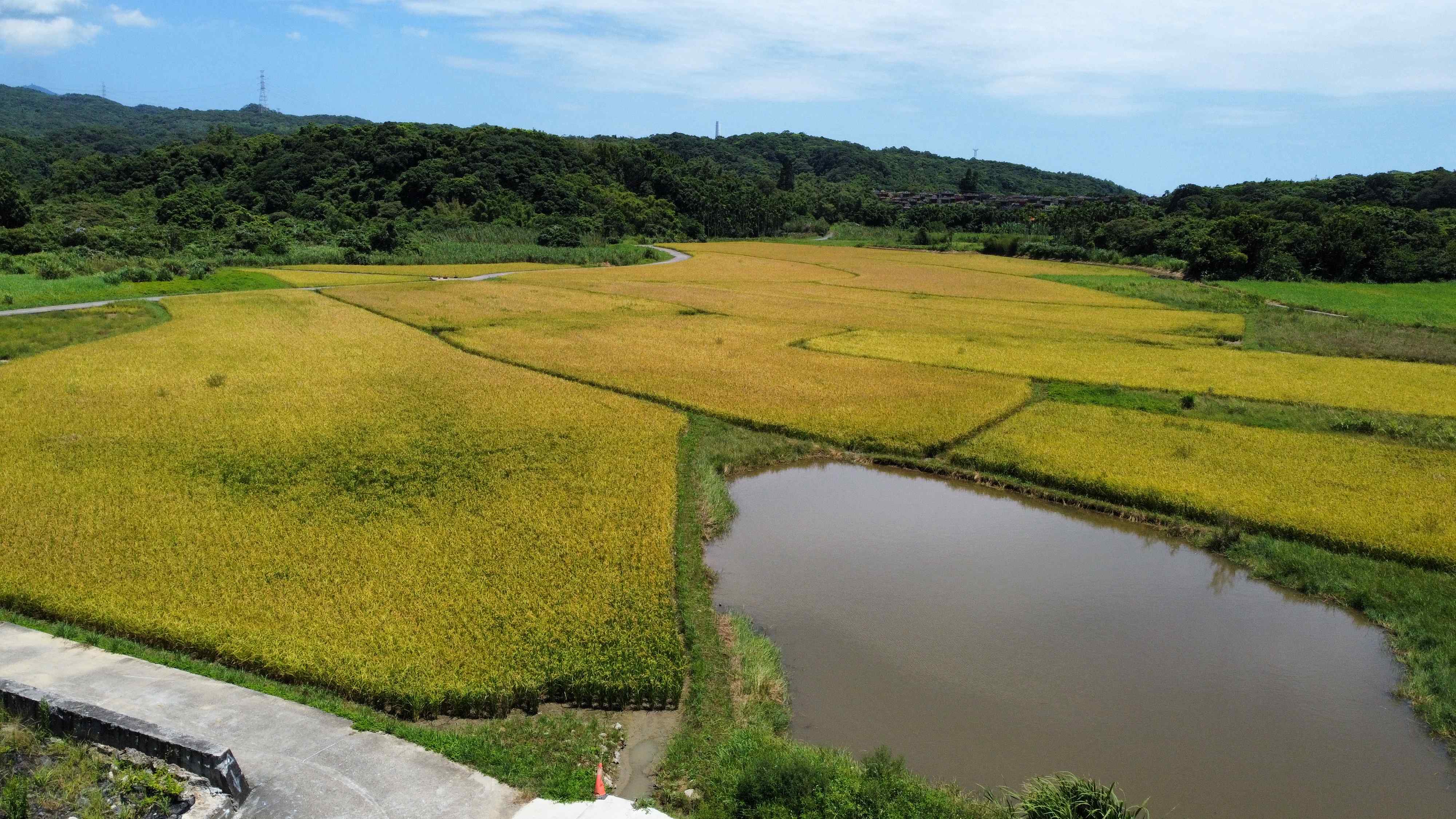 田寮洋具備水田、草澤、埤塘與森林交錯的複合式地景,生態資源極為豐富