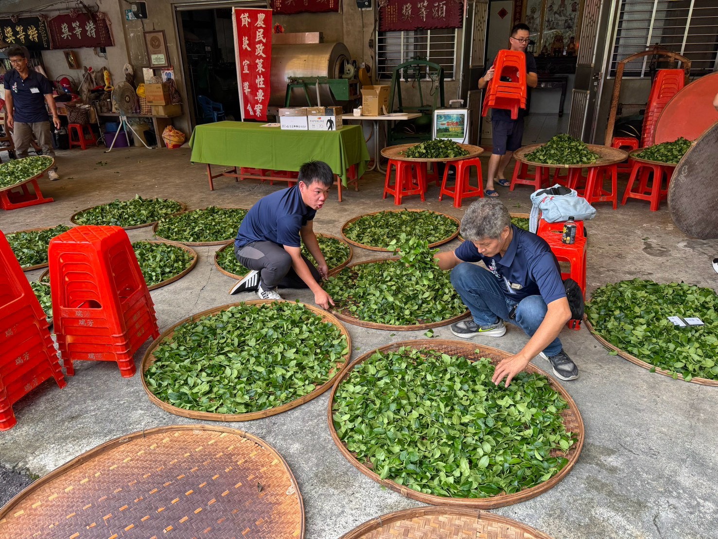 三峽祥興茶行茶農周育成(右)帶領來自阿里山茶區的林尚旻(左),以1對1指導徒弟製茶,透過2天1夜教學相長的實作交流製茶技藝
