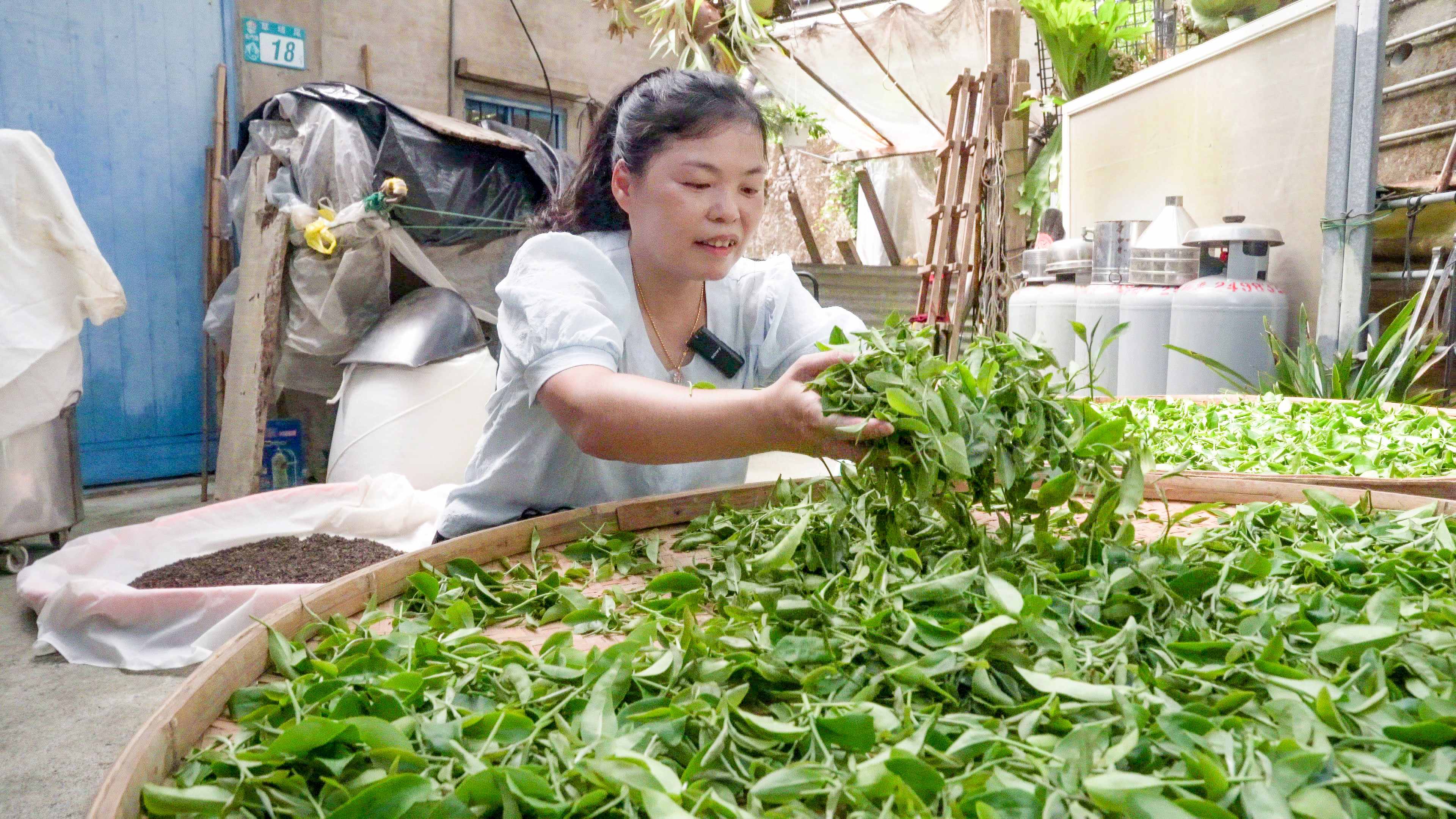春品製茶每季依照天候與茶菁狀況小批量製茶