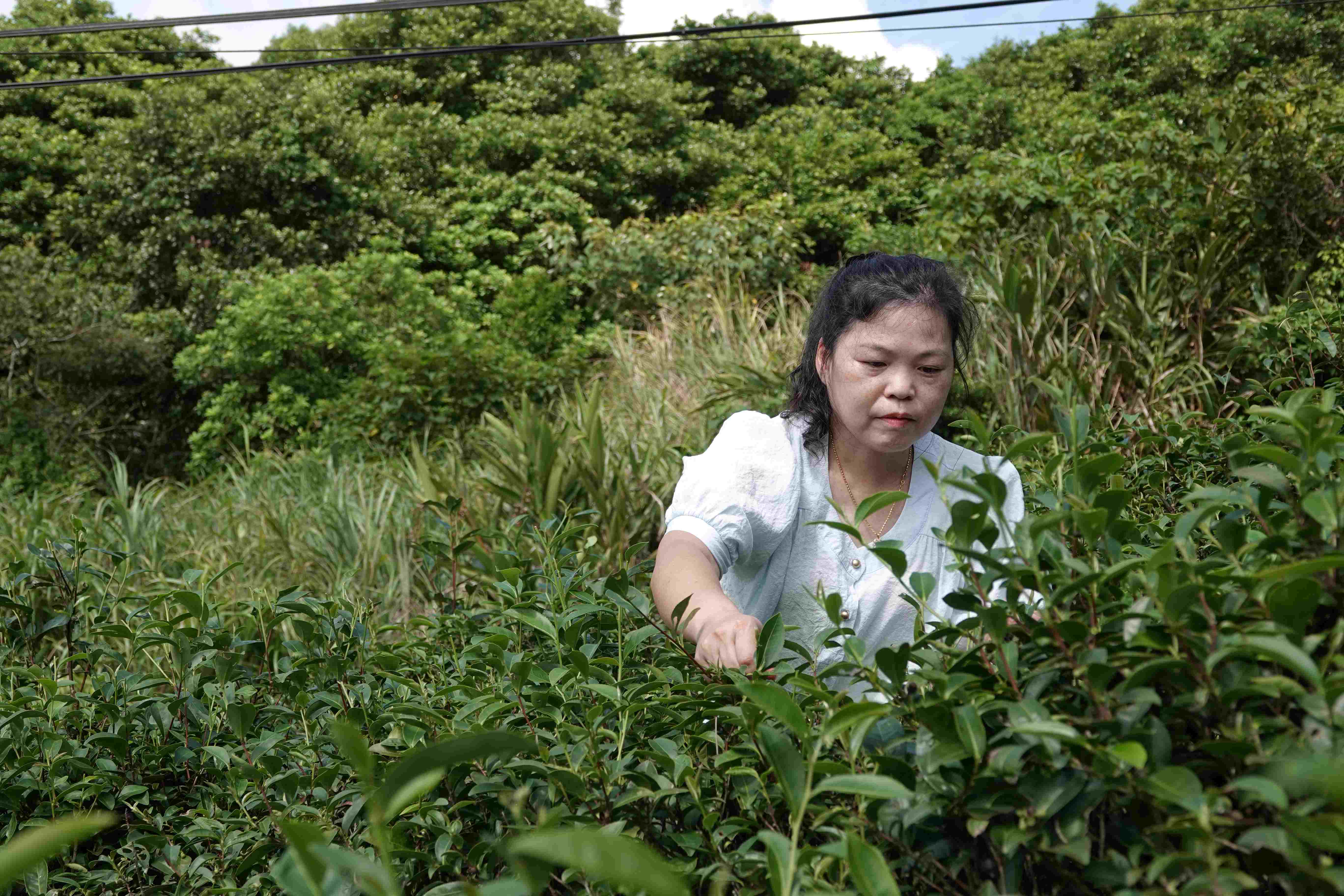 石門茶農謝秋紅經營傳承3代的春品製茶
