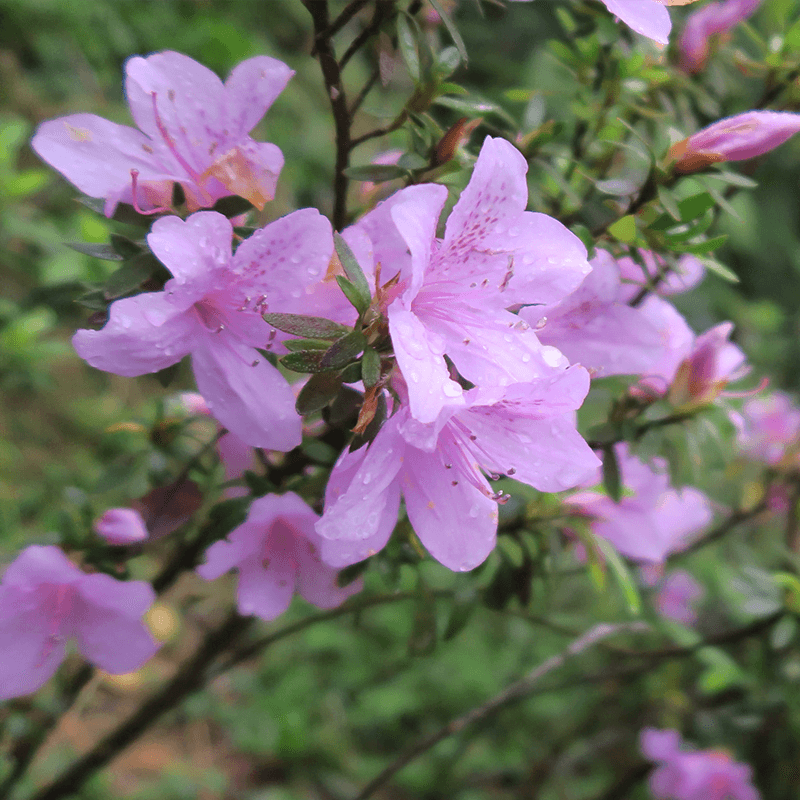 烏來杜鵑(Rhododendron kanehirai Wilson)別名柳葉杜鵑、金平氏杜鵑，為台灣特有種杜鵑花科，僅有少數移植栽培者，被列為野外滅絕級(Extinct in the Wild, EW)植物。
