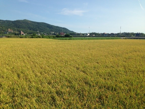 金山彩田米稻田圖