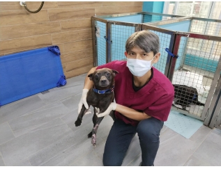 【 #救援故事 腹部皮膚移植 助沙拉重新站起來】